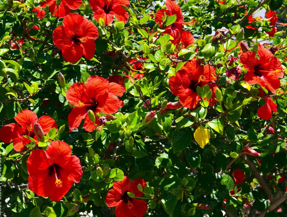 Beija-flores - Hibiscus en pot / hauteur livrée-40/80 cm Discount