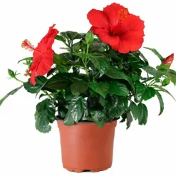 Beija-flores - Hibiscus en pot / hauteur livrée-40/80 cm Discount