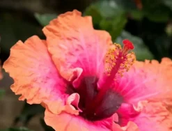 Beija-flores - Hibiscus en pot / hauteur livrée-40/80 cm Discount