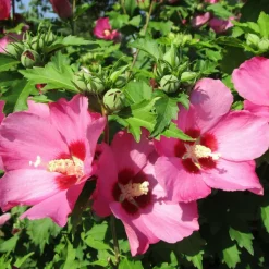 Beija-flores - Hibiscus en pot / hauteur livrée-40/80 cm Discount