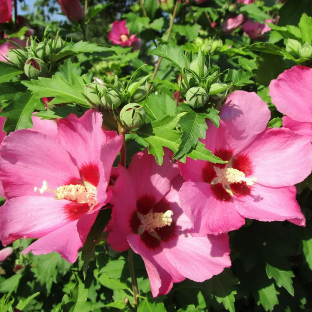 Beija-flores - Hibiscus en pot / hauteur livrée-40/80 cm Discount
