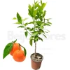 Beija-flores Fruitiers Et Agrumes | - Mandarinier en pot 3l 70-110 cm