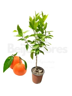 Beija-flores Fruitiers Et Agrumes | - Mandarinier en pot 3l 70-110 cm