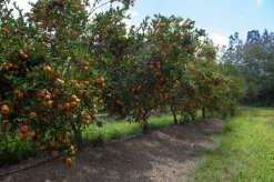 Beija-flores Fruitiers Et Agrumes | - Mandarinier en pot 3l 70-110 cm
