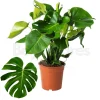 Beija-flores - Monstera deliciosa h-55/70cm Hot