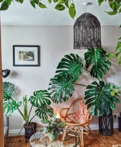 Beija-flores - Monstera deliciosa h-55/70cm Hot