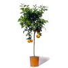Beija-flores - Oranger new hall large h-70/110 cm Online