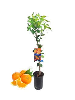 Beija-flores Fruitiers Et Agrumes | - Oranger new hall medium h-60/100 cm