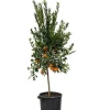 Beija-flores Fruitiers Et Agrumes | - Oranger new hall xl h-110/130 cm