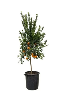 Beija-flores Fruitiers Et Agrumes | - Oranger new hall xl h-110/130 cm