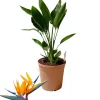 Beija-flores Fleurs De Saison | - Strelitzia reginae - oiseau de paradis h-40/60cm