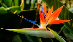 Beija-flores Fleurs De Saison | - Strelitzia reginae - oiseau de paradis h-40/60cm