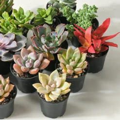 beija-flores Cactus Et Plantes Grasses | - Succulentes mélange de 10 pots h-7/15cm