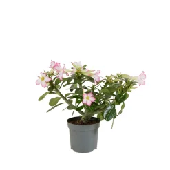 Bloomique - Adenium obesum - rose du désert - floraison - plantes d'intérieur - pot 13cm - 25-35cm de haut Discount