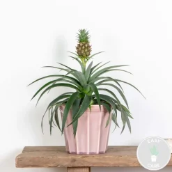 Bloomique Plantes Fleuries | - Ananas mi amigo - plante ananas - plante anti-ronflement - 30-40 cm de haut - pot 12 cm