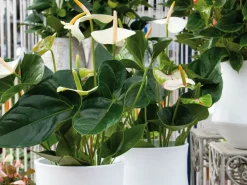 Bloomique - Anthurium - plante flamant rose - blanc - plante d’intérieur - 30-40 cm de haut - pot 12 cm Clearance