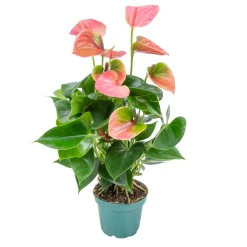 Bloomique Plantes Fleuries | - Anthurium - plante flamant rose - rose - plante d’intérieur - 30-40 cm de haut - pot 12 cm