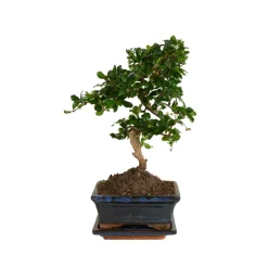 Bloomique - Bonsai carmona - forme s - bonsaï - plantes d'intérieur - hauteur 20-30 cm - 15 cm de large