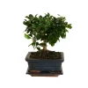 Bloomique Bonsaïs | - Bonsai carmona - forme sphère - bonsaï - plantes d'intérieur - hauteur 20-30 cm - 15 cm de large