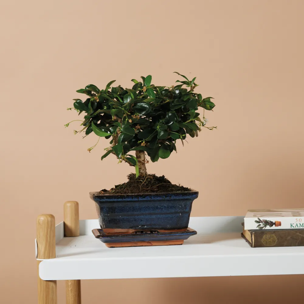 Bloomique Bonsaïs | - Bonsai carmona - forme sphère - bonsaï - plantes d'intérieur - hauteur 20-30 cm - 15 cm de large