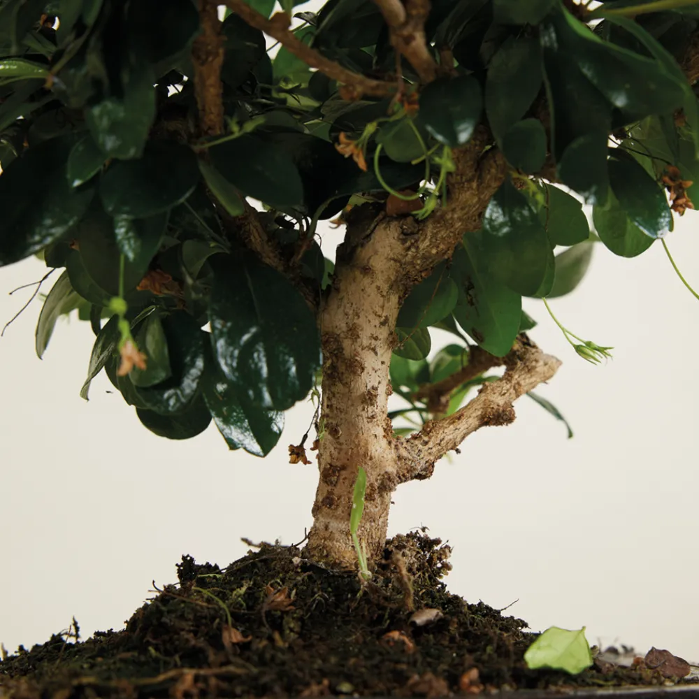 Bloomique Bonsaïs | - Bonsai carmona - forme sphère - bonsaï - plantes d'intérieur - hauteur 20-30 cm - 15 cm de large