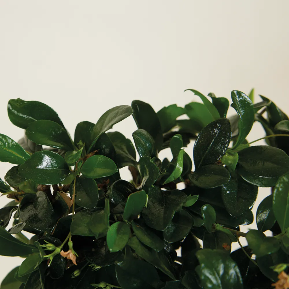 Bloomique Bonsaïs | - Bonsai carmona - forme sphère - bonsaï - plantes d'intérieur - hauteur 20-30 cm - 15 cm de large