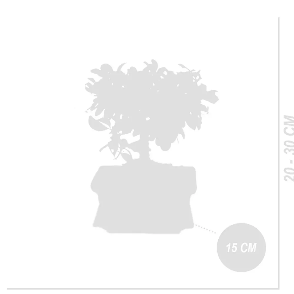 Bloomique Bonsaïs | - Bonsai carmona - forme sphère - bonsaï - plantes d'intérieur - hauteur 20-30 cm - 15 cm de large