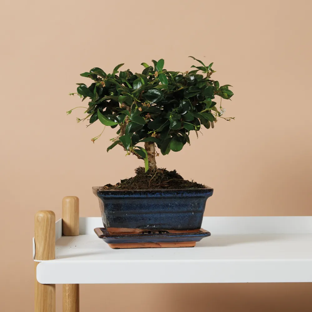 Bloomique Bonsaïs | - Bonsai carmona - forme sphère - bonsaï - plantes d'intérieur - hauteur 20-30 cm - 15 cm de large