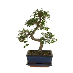 Bloomique - Bonsaï zelkova - forme en s - bonsaï - plantes d'intérieur - hauteur 20-30 cm - 15 cm de large Discount