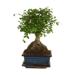 Bloomique Bonsaïs | - Bonsaï zelkova - forme sphère - bonsaï - plantes d'intérieur - hauteur 20-30 cm - 15 cm de large