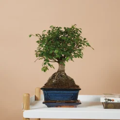 Bloomique Bonsaïs | - Bonsaï zelkova - forme sphère - bonsaï - plantes d'intérieur - hauteur 20-30 cm - 15 cm de large