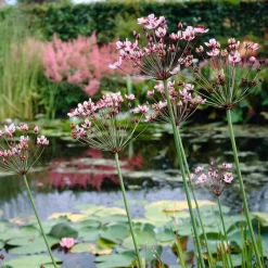 Bloomique - Butomus umbellatus - butome en ombelle - plantes de bassin - 15-25 cm de haut - pot 9 cm New