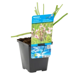 Bloomique - Butomus umbellatus - butome en ombelle - plantes de bassin - 15-25 cm de haut - pot 9 cm New