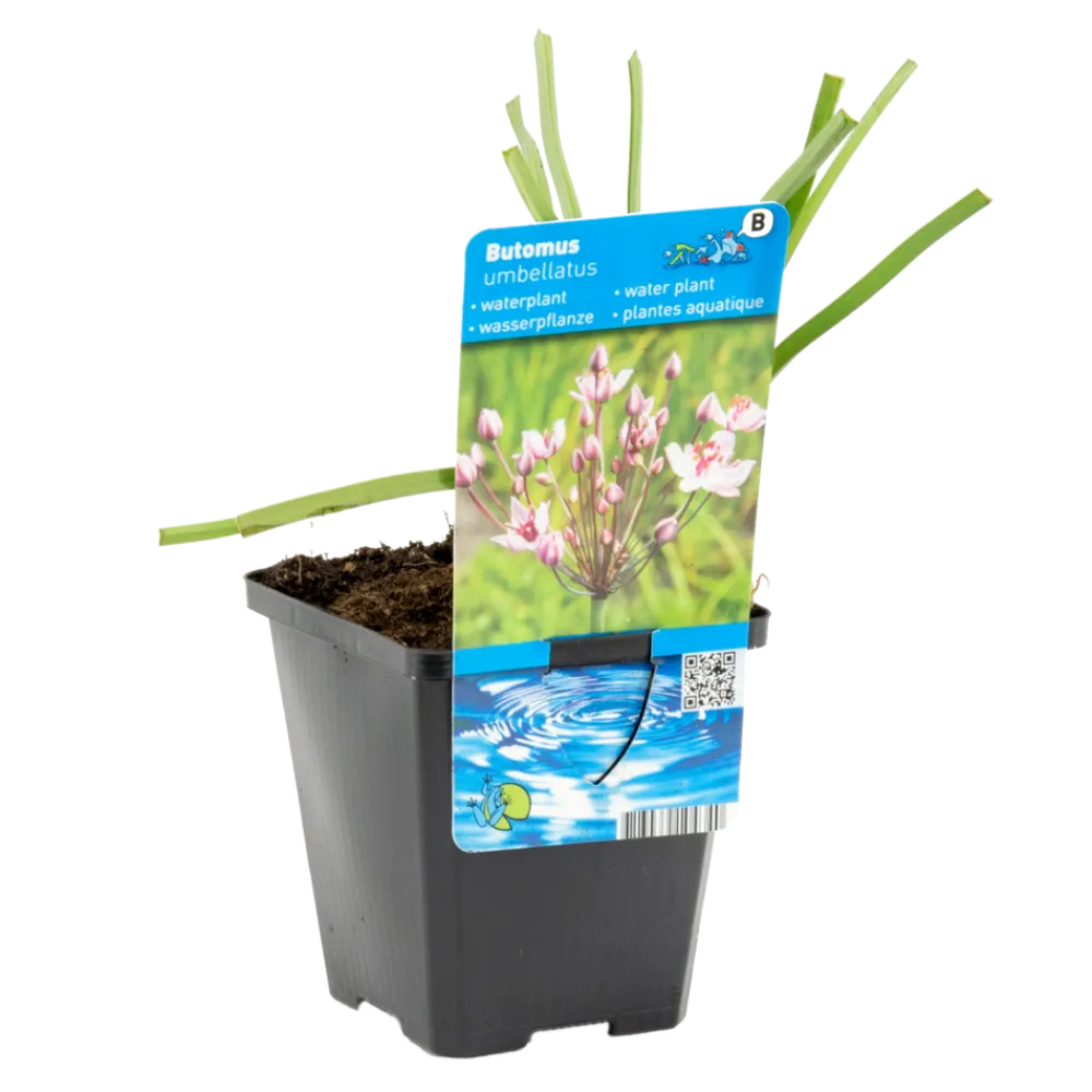 Bloomique - Butomus umbellatus - butome en ombelle - plantes de bassin - 15-25 cm de haut - pot 9 cm New