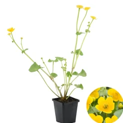 Bloomique Plantes De Bassin | - Caltha palustris - populage des marais - plantes de bassin - rustique - hauteur 15-25 cm - pot 9 cm