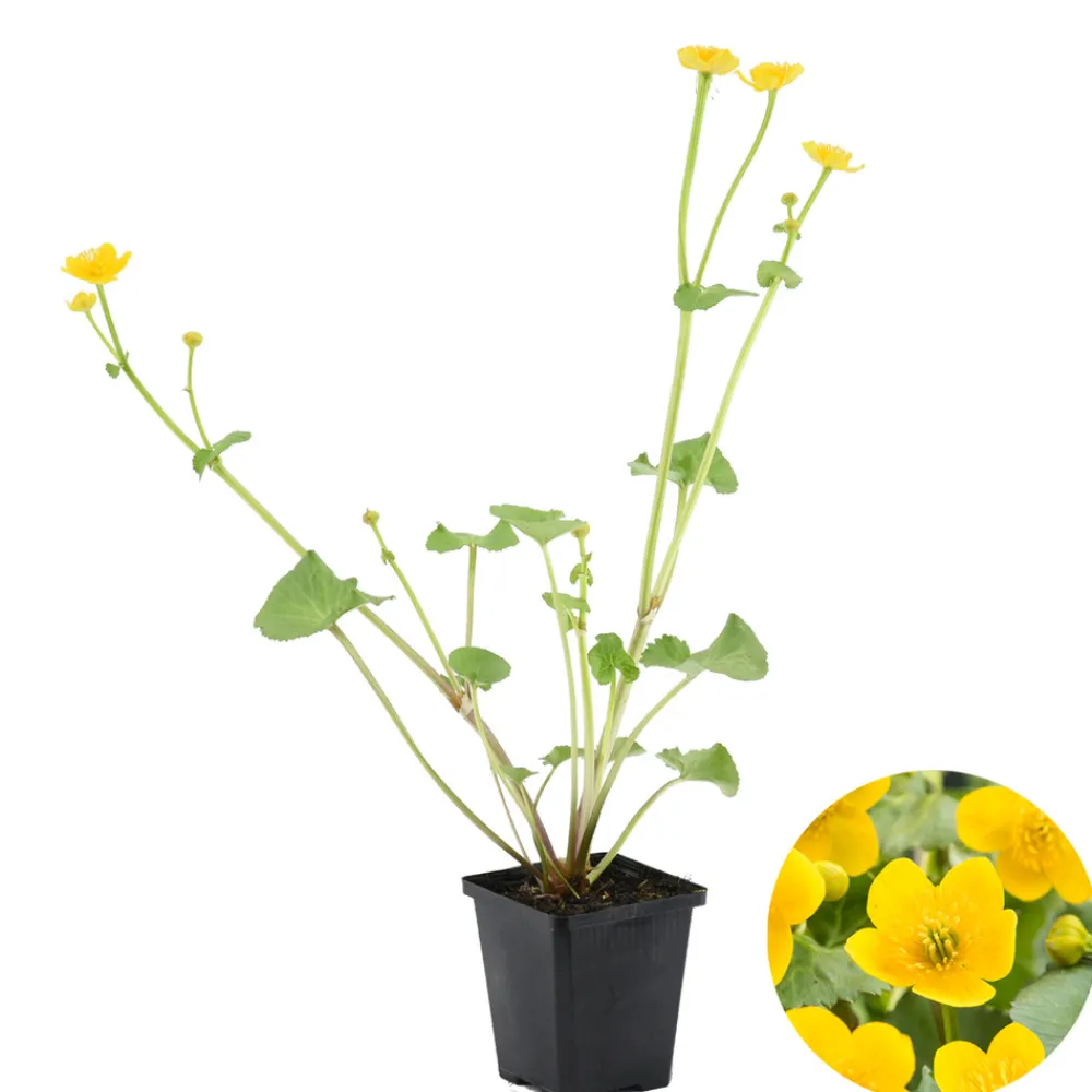 Bloomique Plantes De Bassin | - Caltha palustris - populage des marais - plantes de bassin - rustique - hauteur 15-25 cm - pot 9 cm