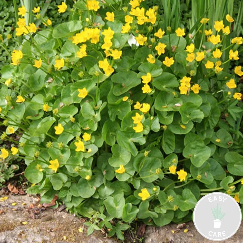 Bloomique Plantes De Bassin | - Caltha palustris - populage des marais - plantes de bassin - rustique - hauteur 15-25 cm - pot 9 cm