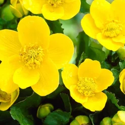 Bloomique Plantes De Bassin | - Caltha palustris - populage des marais - plantes de bassin - rustique - hauteur 15-25 cm - pot 9 cm
