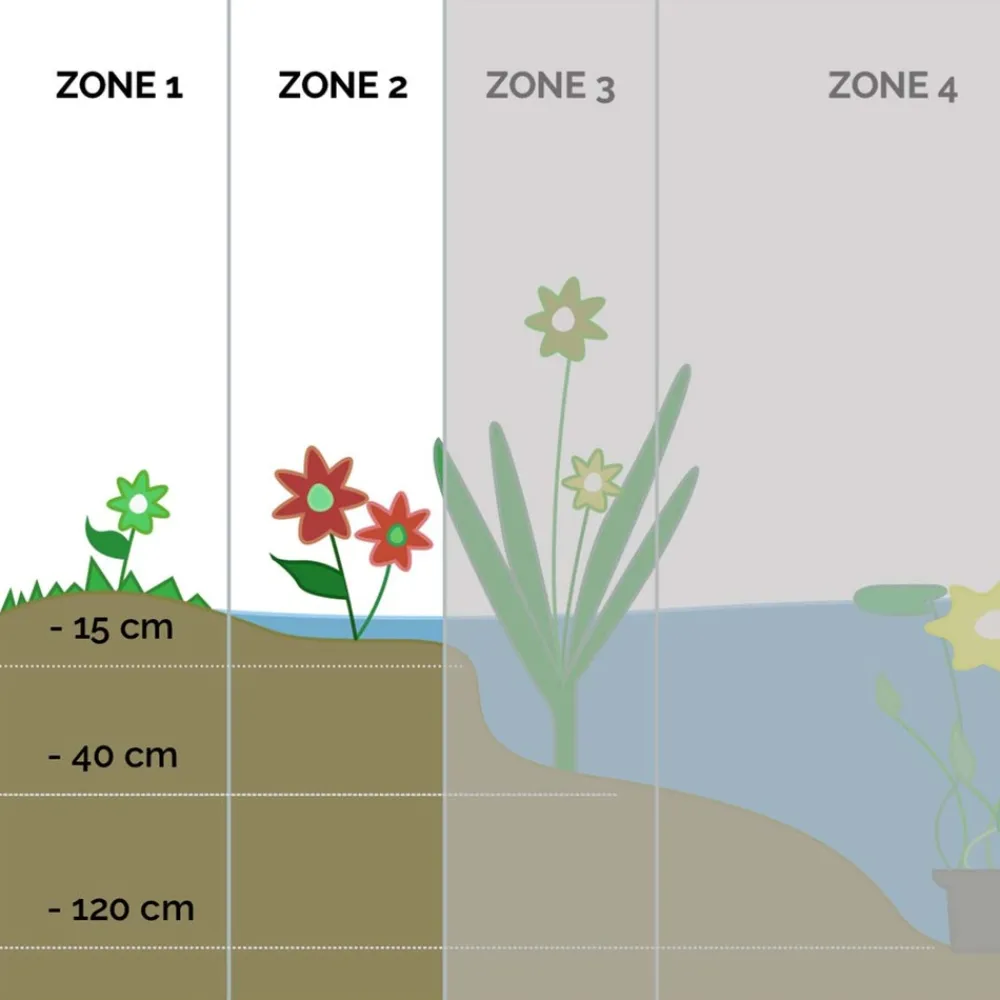 Bloomique Plantes De Bassin | - Caltha palustris - populage des marais - plantes de bassin - rustique - hauteur 15-25 cm - pot 9 cm