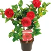 Bloomique - Camellia japonica 'black lace' - rosier du japon - buisson - persistant - ⌀15 cm - ↕30-35 cm Sale