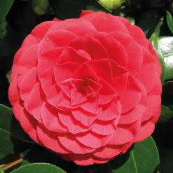 Bloomique - Camellia japonica 'black lace' - rosier du japon - buisson - persistant - ⌀15 cm - ↕30-35 cm Sale