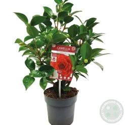 Bloomique - Camellia japonica 'black lace' - rosier du japon - buisson - persistant - ⌀15 cm - ↕30-35 cm Sale
