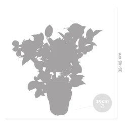 Bloomique - Camellia japonica 'black lace' - rosier du japon - buisson - persistant - ⌀15 cm - ↕30-35 cm Sale