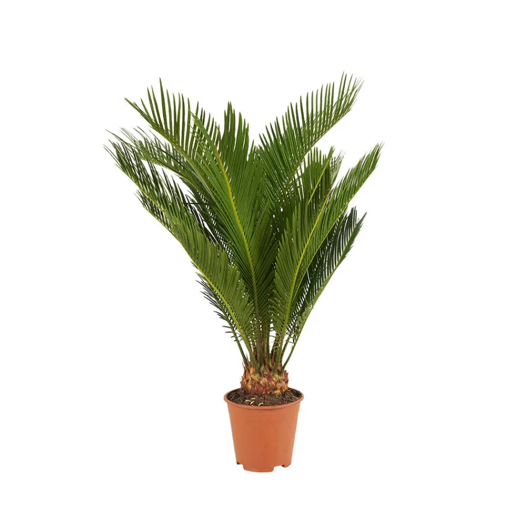 Bloomique Plantes Vertes | - Cycas revoluta - palmier de la paix - fougère cycas - plantes d'intérieur - très facile d'entretien - 40-50 cm de haut - pot 15 cm