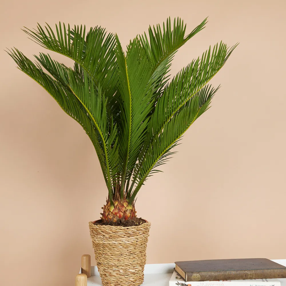 Bloomique Plantes Vertes | - Cycas revoluta - palmier de la paix - fougère cycas - plantes d'intérieur - très facile d'entretien - 40-50 cm de haut - pot 15 cm
