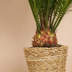 Bloomique Plantes Vertes | - Cycas revoluta - palmier de la paix - fougère cycas - plantes d'intérieur - très facile d'entretien - 40-50 cm de haut - pot 15 cm