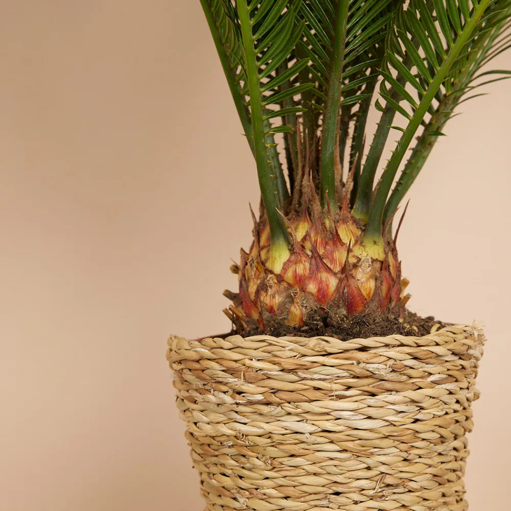 Bloomique Plantes Vertes | - Cycas revoluta - palmier de la paix - fougère cycas - plantes d'intérieur - très facile d'entretien - 40-50 cm de haut - pot 15 cm