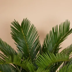 Bloomique Plantes Vertes | - Cycas revoluta - palmier de la paix - fougère cycas - plantes d'intérieur - très facile d'entretien - 40-50 cm de haut - pot 15 cm