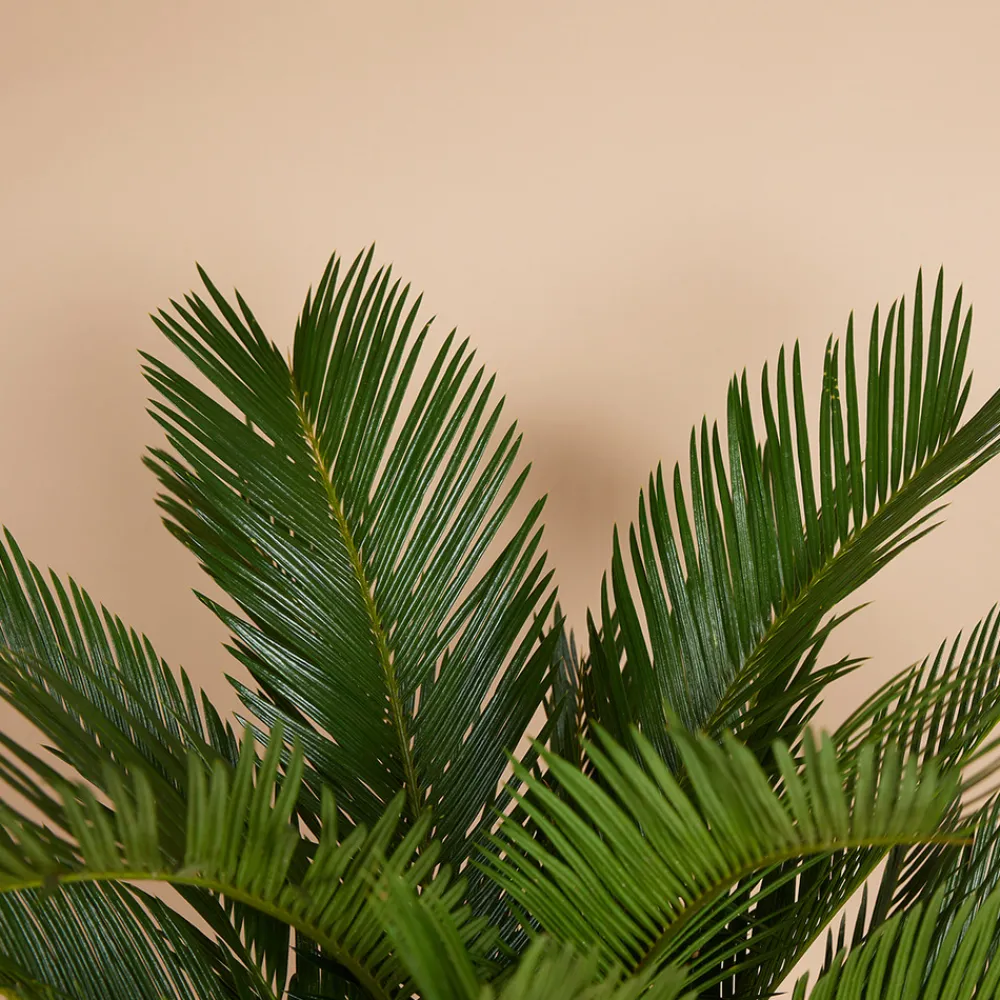Bloomique Plantes Vertes | - Cycas revoluta - palmier de la paix - fougère cycas - plantes d'intérieur - très facile d'entretien - 40-50 cm de haut - pot 15 cm