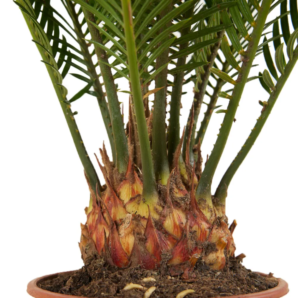 Bloomique Plantes Vertes | - Cycas revoluta - palmier de la paix - fougère cycas - plantes d'intérieur - très facile d'entretien - 40-50 cm de haut - pot 15 cm